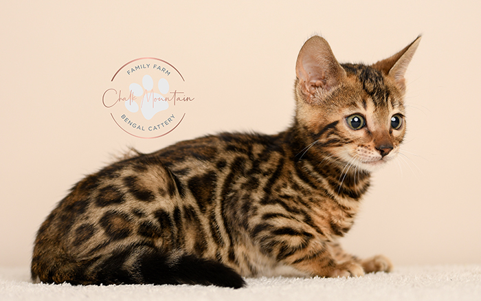 Bengal kitten for sale